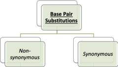 <p>- Synonymous</p><p>- Non-synonymous</p>