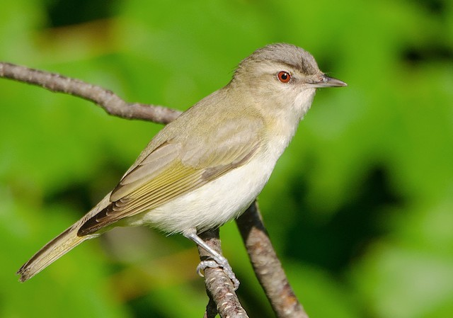 <p>Common name<br>Family</p>