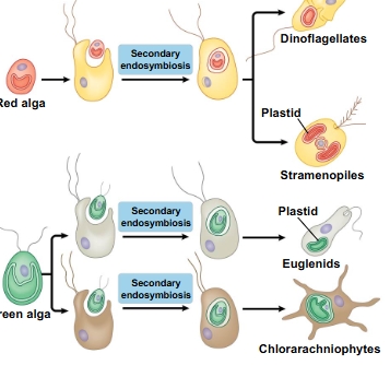 <p><span>Secondary endosymbiosis</span></p>