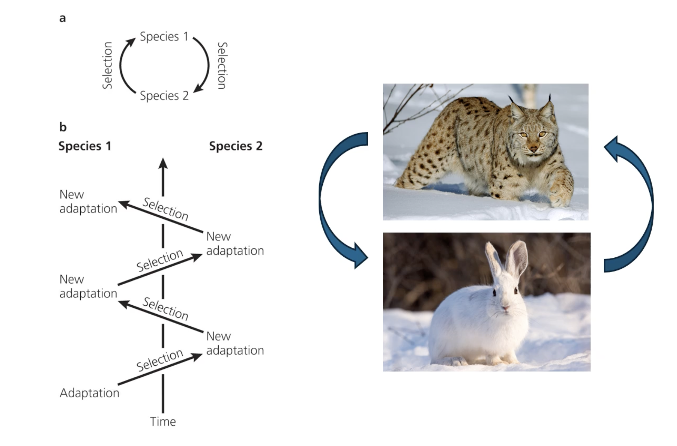 <p>the reciprocal selective pressures and responses exhibited by interacting species</p>