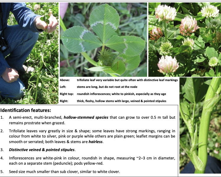 <p><strong>Plant family:</strong> Fabaceae<br><strong>Life cycle:</strong> Winter annual<br><strong>Key persistence/spread:</strong> Hard seed<br><strong>Farming systems:</strong> Winter‑wet pastures, mixed sheep and beef</p><p><strong>How to identify</strong></p><p>Is a semi‑erect annual clover that can appear upright when ungrazed but flattens under grazing. Unlike sub clover, plants are hairless, and stems are noticeably hollow — this is a key distinguishing feature.</p><p>Leaflets are trifoliate and highly variable in size and shape, often with prominent silver, pink, or purple markings. The leaf margins may be smooth or serrated.</p><p>Stipules are large, veined, and pointed, larger than in white clover.</p><p>Flower heads are rounded and white to pink, borne on individual stalks. Seeds are small but often hard‑coated, allowing regeneration for multiple years after seed set.</p><p>Commonly confused with:</p><ul><li><p>White clover → white clover creeps via stolons.</p></li><li><p>Sub clover → sub clover is hairy and buries seed.</p></li></ul><p></p>