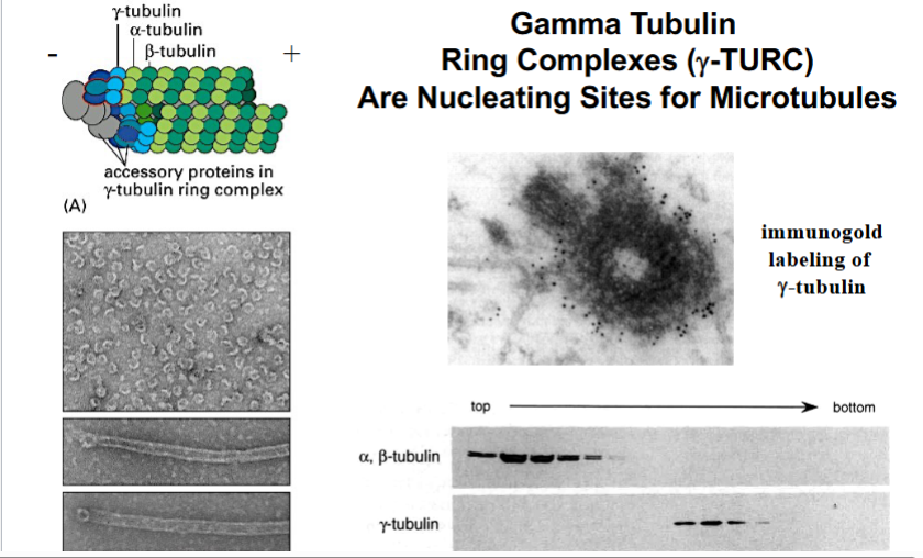 <p><span style="background-color: transparent;"><strong>The Centrosome as MTOC</strong></span></p>