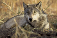 <p>an organism that cannot make its own food</p>