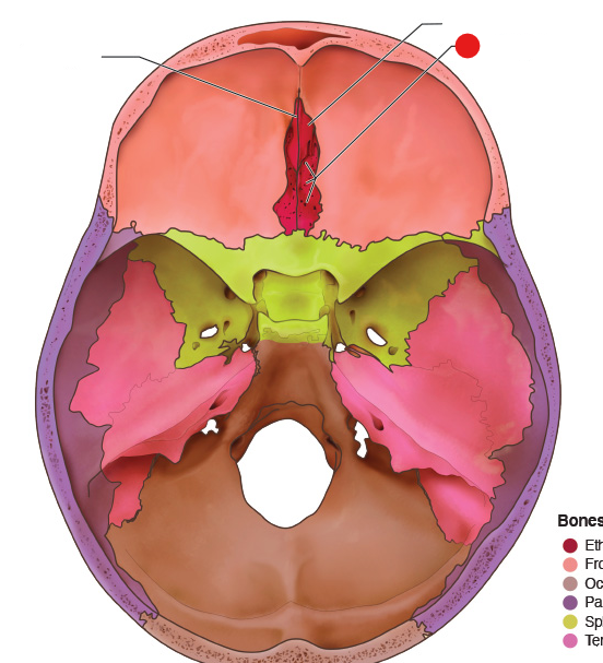 <p>Identify the structure pinned</p>