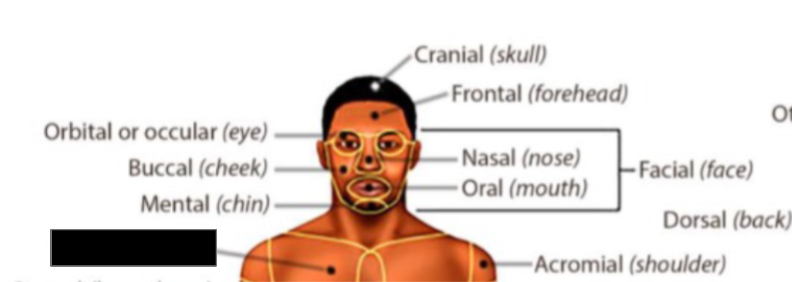<p>what anatomical region is this?</p>