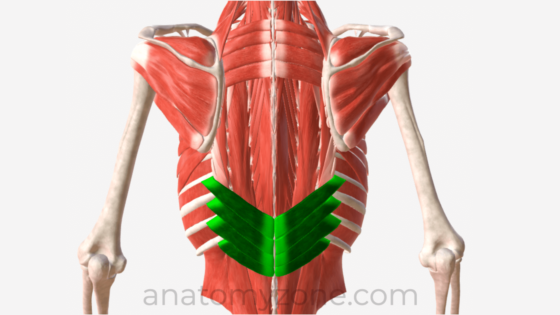 <p><span>What muscle is this?</span></p>