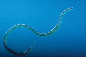 <p>part of phylum Nematoda which is inside ecdysozoa; free living, feeds on bacteria and yeast</p>