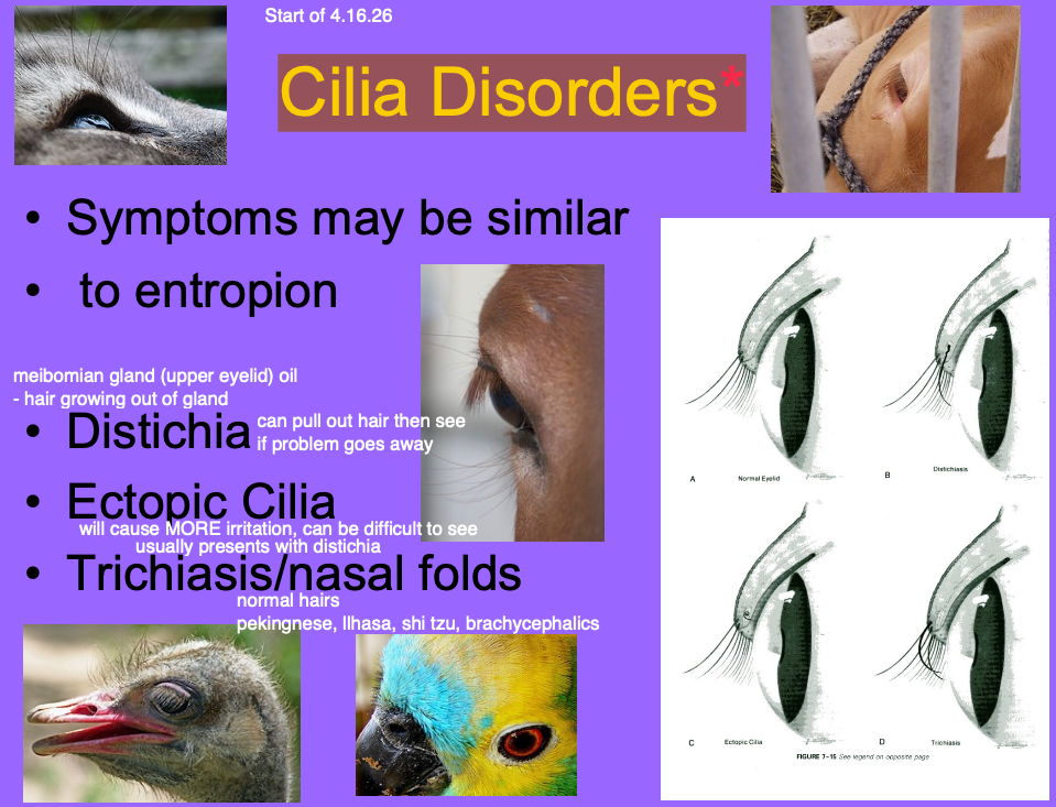 <p>Distichia.</p><p>Ectopic cilia.</p><p>Trichiasis/nasal folds.</p>