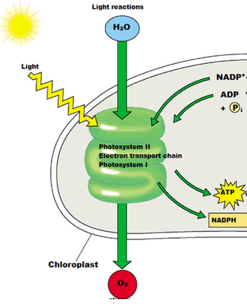 <p>- The electrons trapped in PSII are energized by light.</p><p>- 2 electrons are passed to a primary electron acceptor and move through the ETC</p><p>- These two electrons lose their energy, which is used to form 1.5 ATP</p><p>(ETC ends at PSI. Electrons are re-energized and passed to a different primary electron acceptor. can do cyclic or non cylic path)</p>