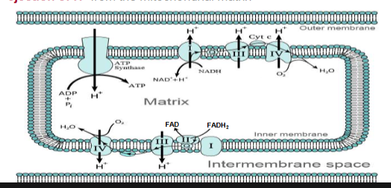 <p>-Four protein complexes (I-IV) involved in electron transport are found in the inner mitochondrial membrane</p><p>-Electrons from NADH or FADH2 are transferred via a series of electron carriers to molecular oxygen to produce water</p><p>-<strong>Spontaneous flow of electrons</strong> through complexes I, III, and IV <strong>is coupled to ejection of H+ from the mitochondrial matrix</strong></p>