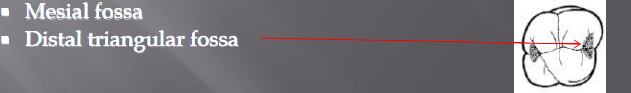 <p>Located on the inside of the respective marginal ridges: </p><p>Mesial and distal fossa</p>