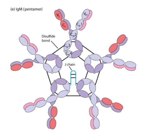<p>→ eerste Ab dat lichaam aanmaakt bij eerste infectie</p><ol><li><p>zware keten: mu</p></li><li><p>aantal constante domeinen zware keten: 4</p></li><li><p>lichte keten: kappa of lambda</p></li><li><p>J keten: ja</p></li><li><p>moleculaire formule:</p><ol><li><p>(µ<sub>2</sub>κ<sub>2</sub>)<sub>n</sub></p></li><li><p>(µ<sub>2</sub>λ<sub>2</sub>)<sub>n</sub></p></li></ol></li><li><p>kan als monomeer, pentameer, soms hexameer voorkomen (=n)</p></li></ol><p></p>