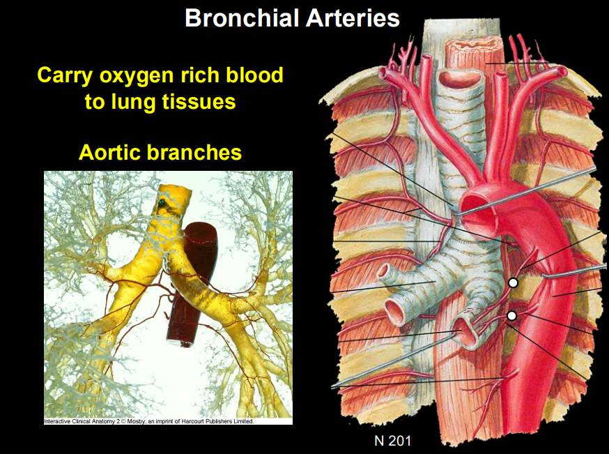 <p><span style="background-color: transparent;"><strong>Bronchial Supply :</strong> The lung tissue itself needs (oxygenated blood). This is provided by the <strong>Bronchial Arteries</strong>, which typically arise from the <strong>Aorta</strong>.</span></p><p></p>