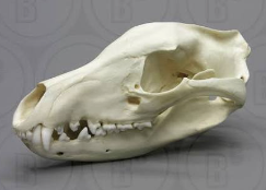 <p>Order: Dasyuromorphia</p><p>Family: Thylacinidae</p>