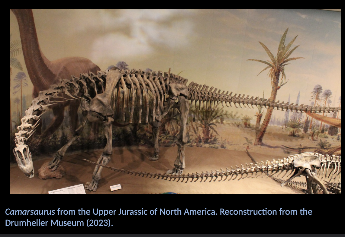 <p>Sauropodomorpha - Camarasaurus </p><ul><li><p>Upper JURASSIC </p></li><li><p>North America  </p></li></ul><p></p>