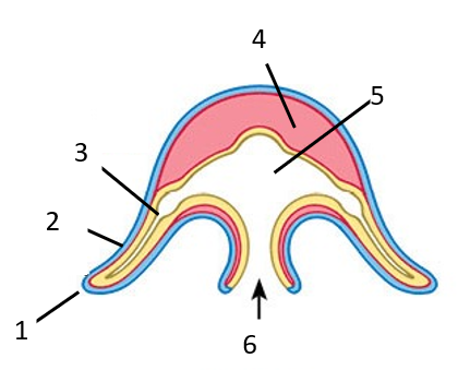<p>What is 6?</p>