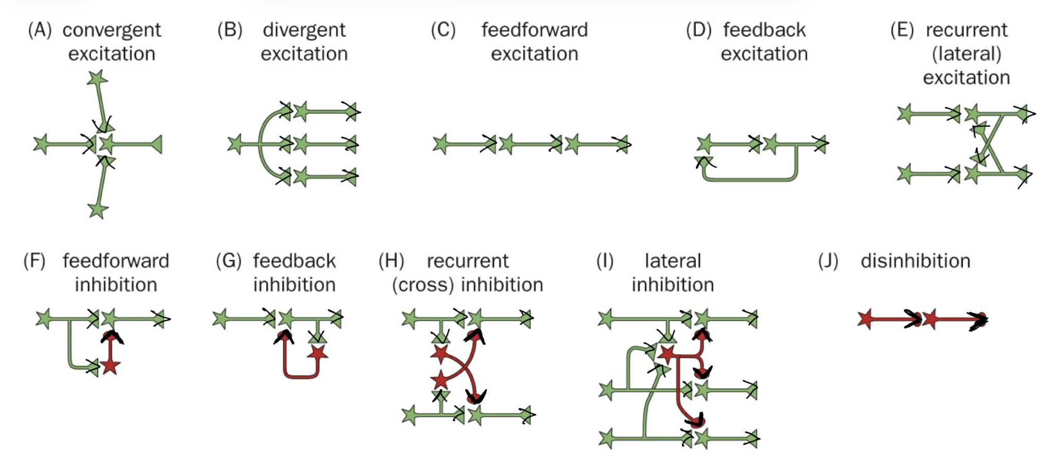 <p><strong>recurrent lateral <u>excitation</u></strong>: acts on the same neuron that just fired</p><p>_</p><p><strong>recurrent cross <u>inhibition </u></strong>AND <strong>lateral <u>inhibition</u></strong>: acts on the next neuron</p><p><strong>dis<u>inhibition</u></strong>: inhibits an inhibitory neuron</p><div data-type="horizontalRule"><hr></div><p><mark data-color="red" style="background-color: red; color: inherit;">don’t have to memorize any of these, but just understand the basic concepts in this diagram</mark></p><p>(MB can think of “<u>lateral …</u>” as the <u>neurons in the same stage/step being equally affected</u>)</p>