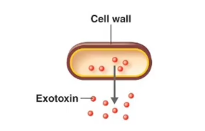 <p>Exotoxin (5th Mechanisms of Pathogenesis)</p>