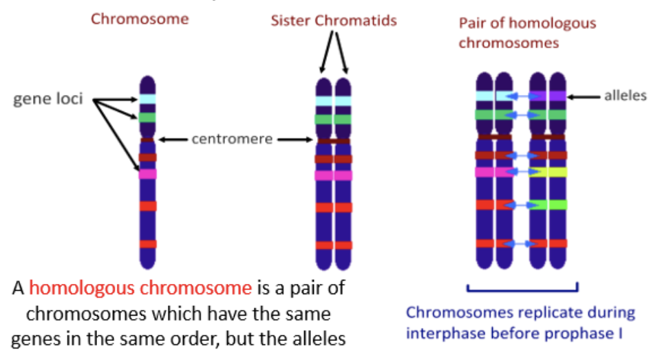 <p>a pair of chromosomes which have the same genes in the same order with different alleles</p>