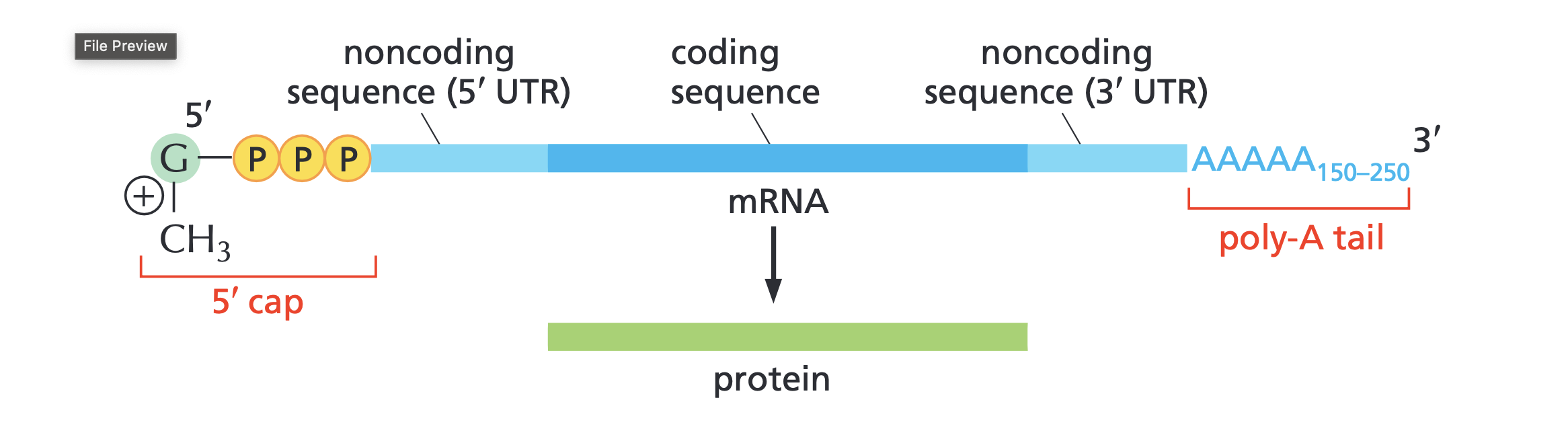 <ul><li><p><strong>Messenger RNA (mRNA)</strong> is the single-stranded intermediate transcript that carries genetic coding instructions from DNA to the ribosome for protein synthesis.</p></li><li><p>capped with a methyl at 5 prime end</p></li><li><p>mRNA cap protects from degradation; acts as “self” signal</p></li><li><p>Cap regulated by cell signaling pathways</p></li></ul><p>How mRNA leaves the nucleus</p><ol><li><p>In order to get a mature mRNA introns have to be removed introns is in the middle surrounded by 2 exons</p></li></ol><ul><li><p><strong>Introns</strong> (<strong>In</strong>tervening sequences): Non-coding regions that are <strong>cut out and removed</strong>.</p></li><li><p><strong>Exons</strong> (<strong>Ex</strong>pressed sequences): Coding regions that are <strong>stitched back together</strong> to form the final protein recipe.</p></li></ul><ol start="2"><li><p>Poly H binding protein goes on poly A tail</p></li><li><p>CBP (exportin) goes on 5 prime cap</p></li></ol><p></p>