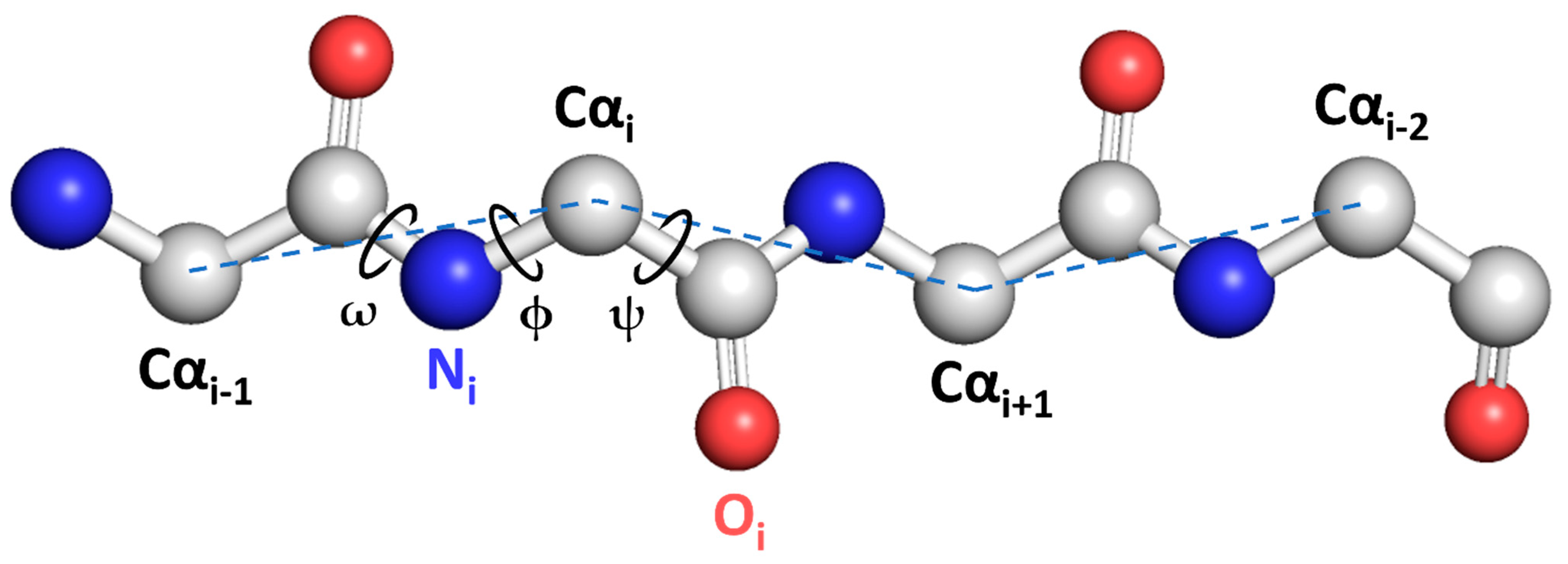 <p>two other bonds can rotate: </p><ul><li><p>phi (<span>ϕ) - between N and alpha C (left)</span></p></li><li><p><span>psi (ψ) - between alpha C and carboxyl (right)</span></p></li></ul><p></p>
