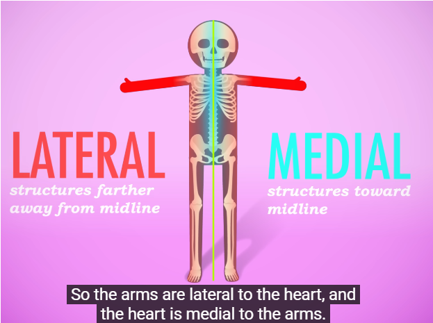 <p>Medial</p>