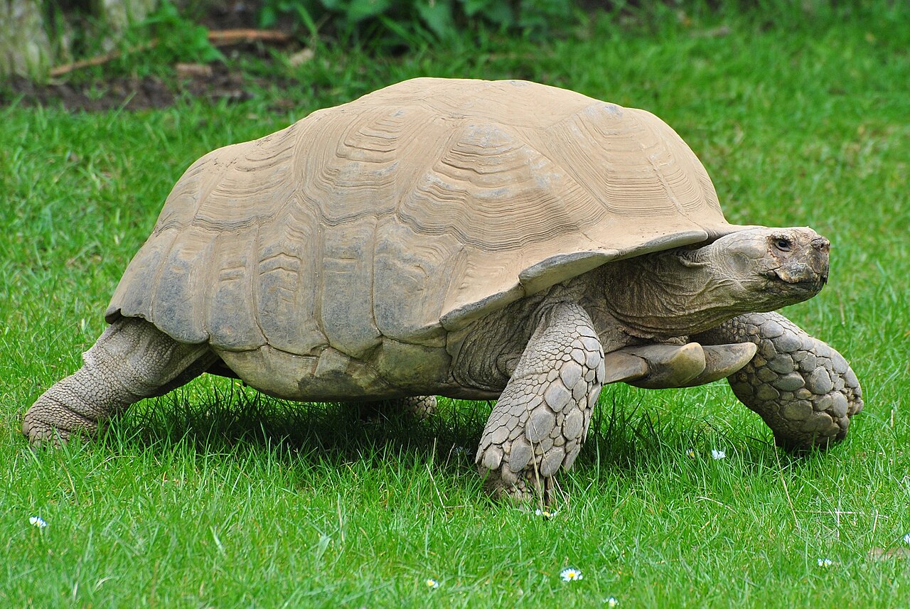 <p>plodding</p>