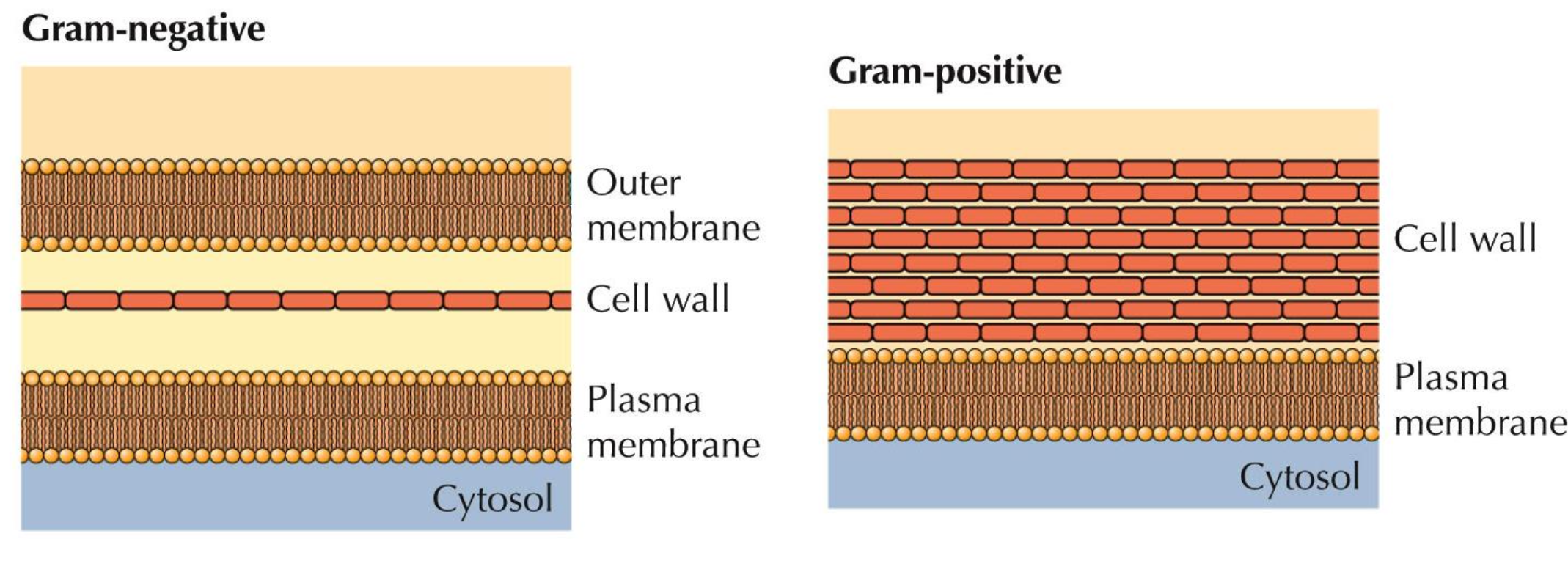 <p>F<br>Lo primero es cierto, pero su pared celular es justamente más fina para que “quepa” la membrana externa</p>