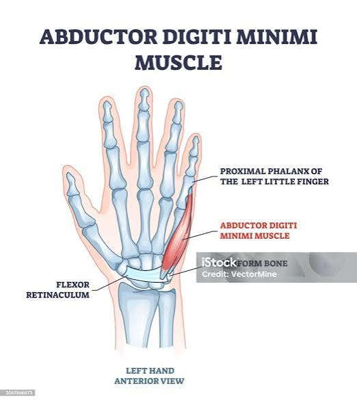 <ul><li><p>a short muscle in the hypothenar group</p></li><li><p>main function is abduction of the 5th finger</p></li><li><p>also flees the proximal phalanx</p></li><li><p>forms the hypothenar eminence on the medial side of the palm along with the other hypothenar muscles</p></li></ul><p></p><p>origin → pisiform bone (pisohamate ligament, tendon of flexor carpi ulnaris)</p><p>insertion → ulnar side of base of proximal phalanx of digit 5, extensor expansion of digit 5</p><p>action → finger abduction and flexion at the metacarpophalangeal joint 5, finger extension at the interphalangeal joints</p><p>innervation → deep branch of ulnar nerve (C9, T1)</p><p>blood supply → palmar branch of ulnar artery, palmar digital artery, superficial palmar arch</p>