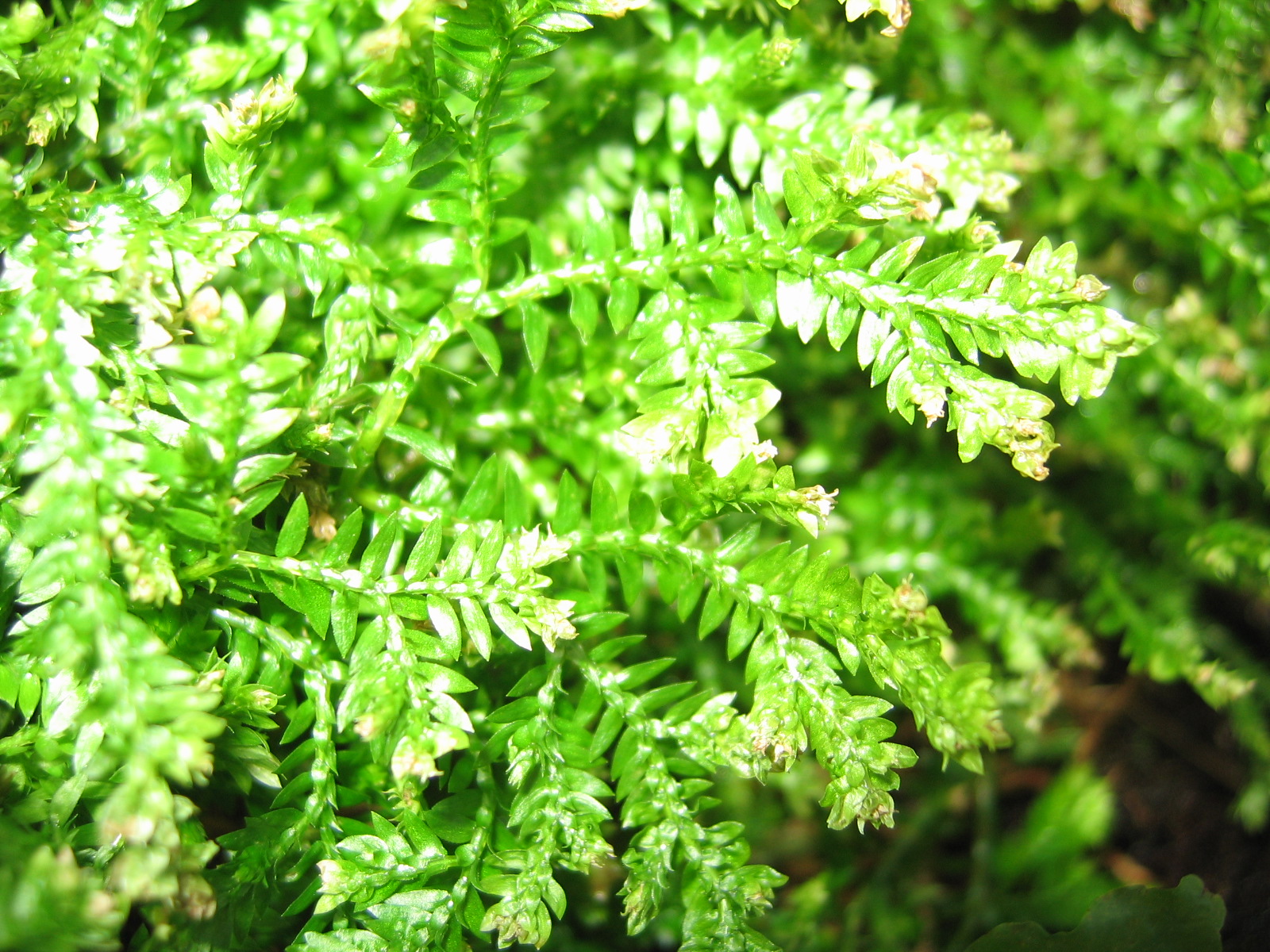 <p>Which plant is/are homosporous?</p>