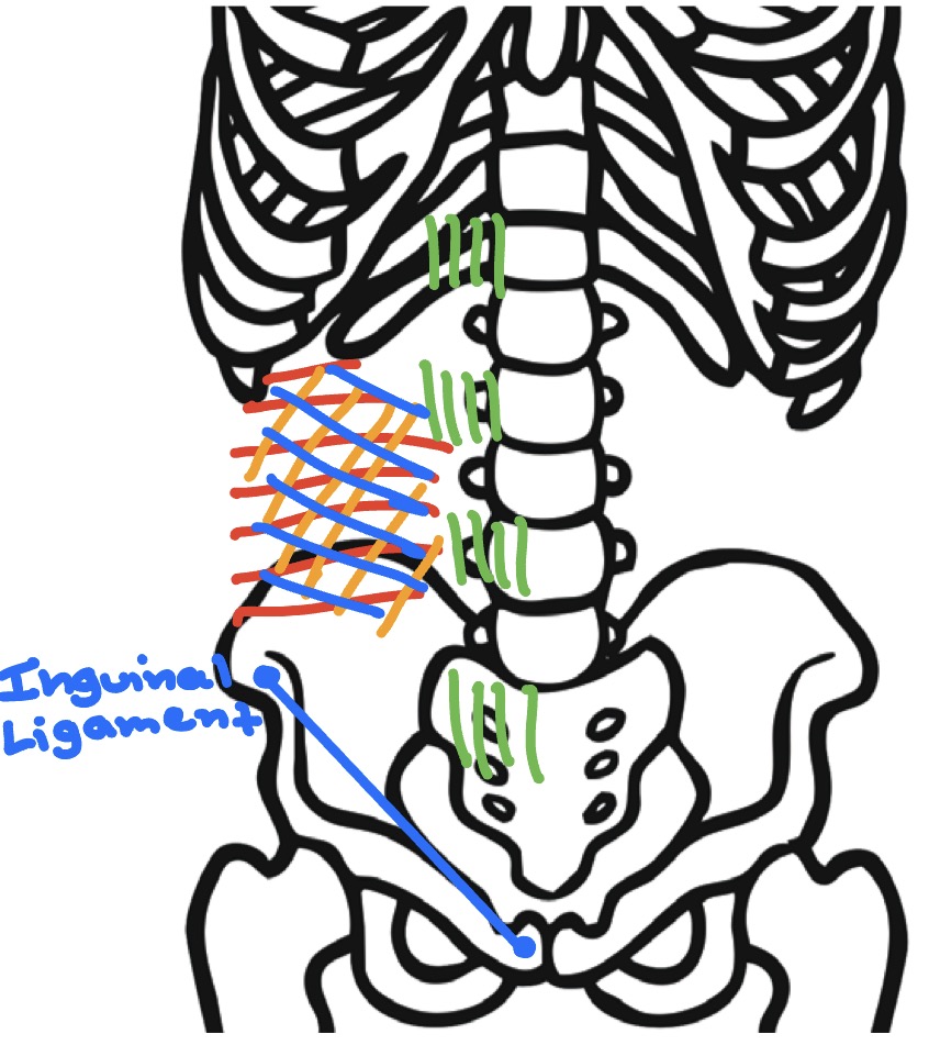 <p>Deep → superficial </p><ol><li><p><span style="color: rgb(254, 24, 24);">Transverse Abdominus m. </span></p></li><li><p><span style="color: rgb(208, 157, 7);">Internal Oblique m.</span></p></li><li><p><span style="color: rgb(4, 148, 13);">Rectus Abdominus m.</span></p></li><li><p><span style="color: rgb(27, 34, 243);">External Oblique m.</span></p></li></ol><p>(All innervated by ventral rami of T7-L2)</p><p></p>
