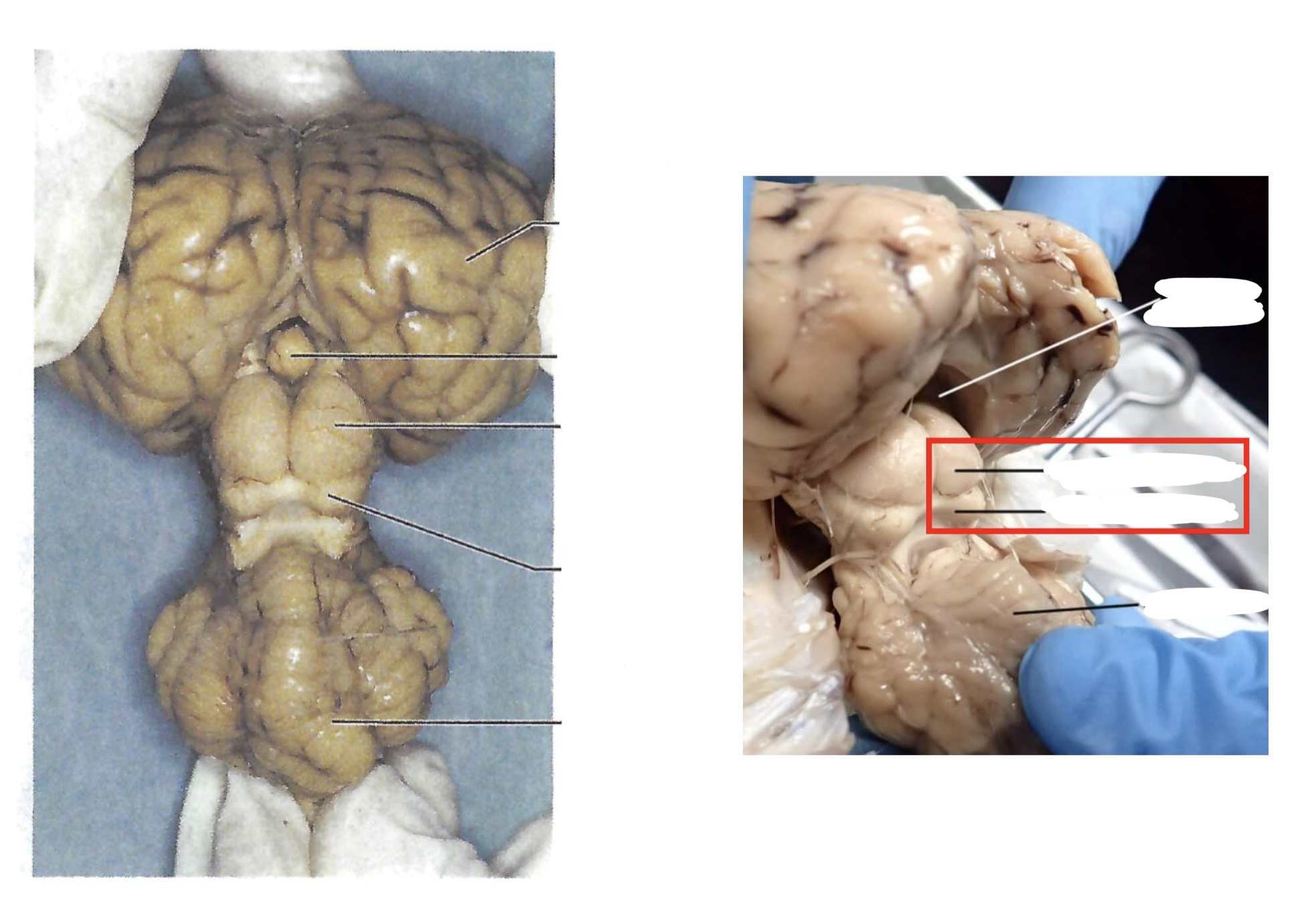 <p><a target="_blank" rel="noopener noreferrer nofollow" class="link" href="https://assets.knowt.com/user-attachments/227957fd-9f72-43d4-b298-5946f5a23cff.jpg" data-prevent-progress="true">https://assets.knowt.com/user-attachments/227957fd-9f72-43d4-b298-5946f5a23cff.jpg</a></p>