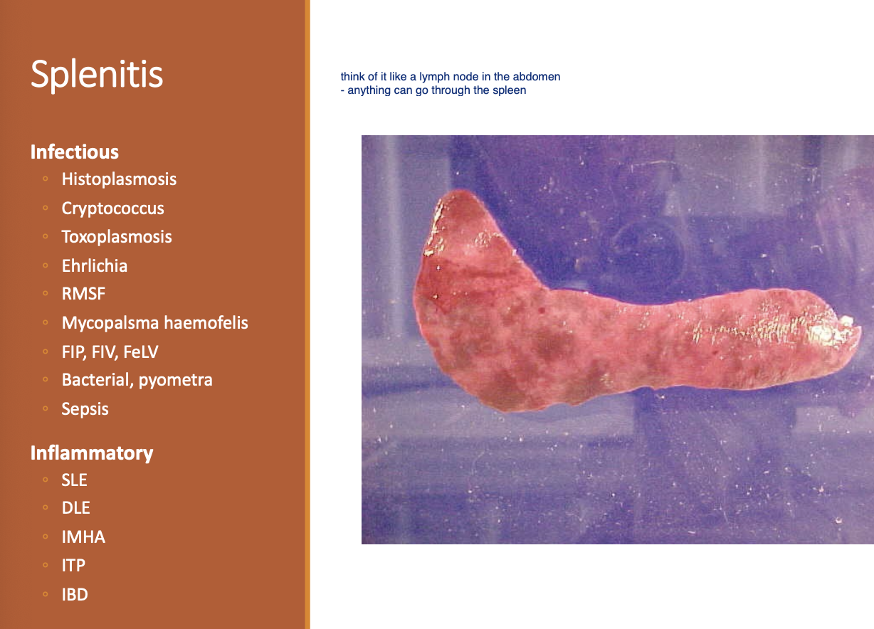 <p>diffuse splenomegaly</p>