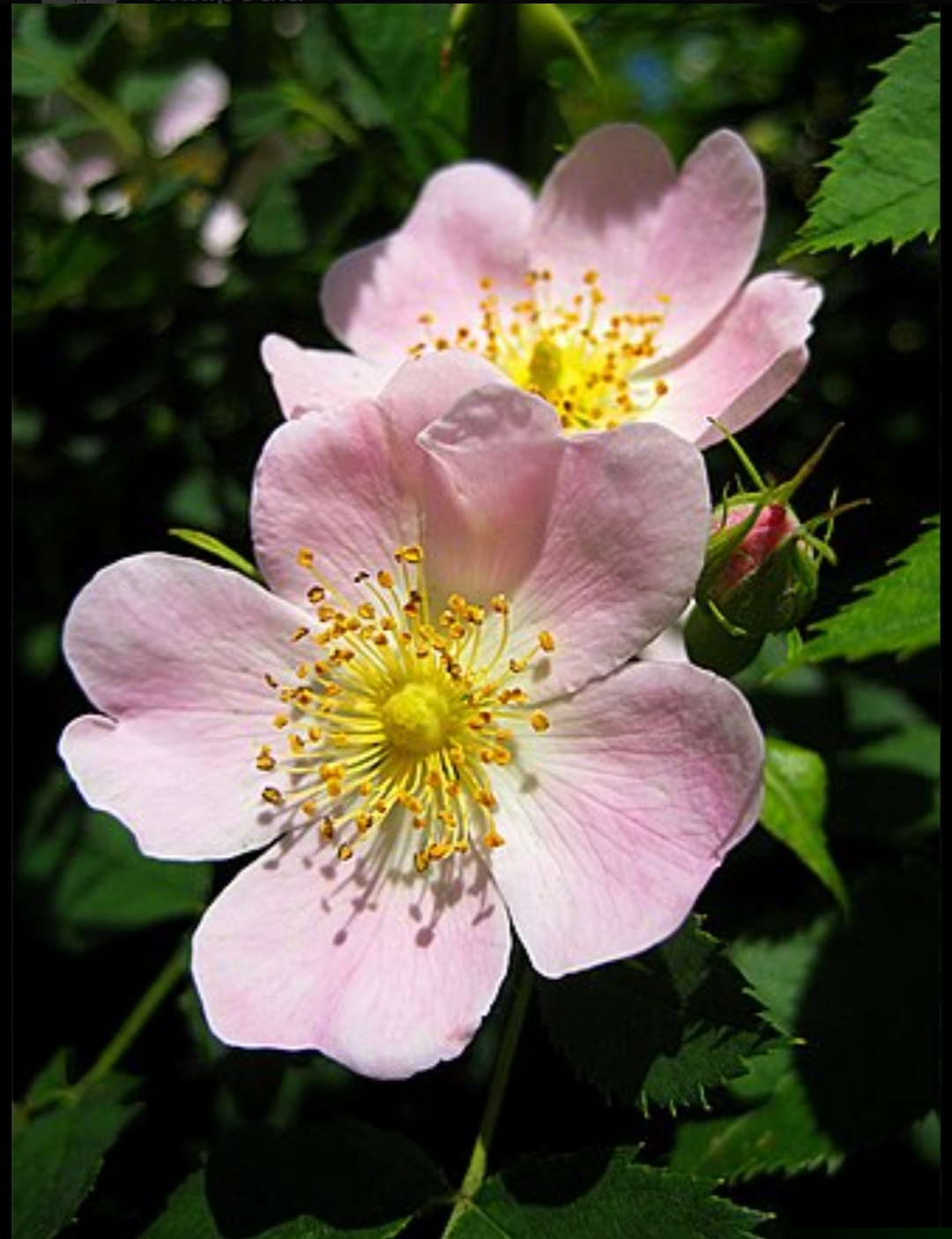 knowt flashcard image