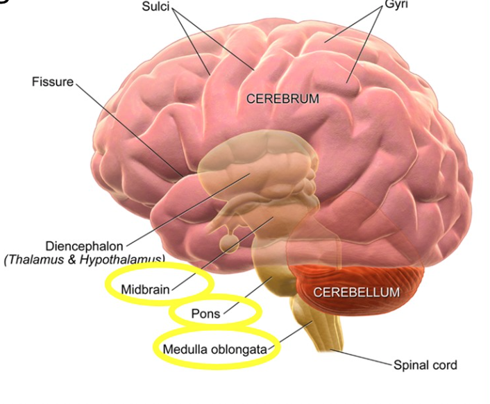 <p>Brain Stem Structure</p>