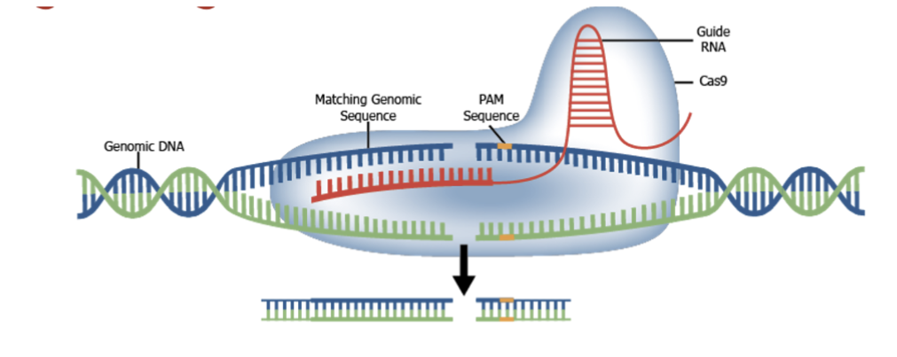 <ul><li><p>Researchers created a modified version of tracrRNA called the guide RNA (gRNA)</p></li></ul><ul><li><p>Instead of viral DNA, this gRNA has a sequence complementary to the target sequence in a gene to be mutated</p></li><li><p>This gRNA then binds to the Cas9 protein, similar to that in bacteria</p></li><li><p>Inject this complex into an individual, which is then guided it to the gene of interest</p></li><li><p>The complex makes necessary break in this target gene</p></li></ul><p></p>