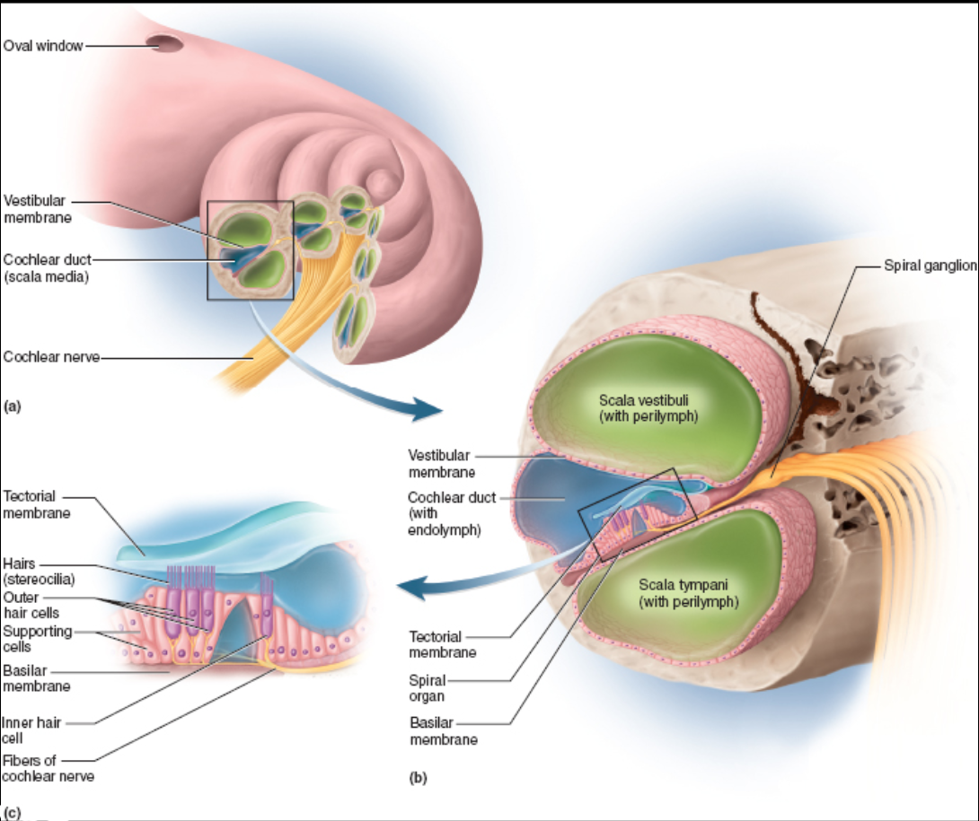 <p>part of cochlea that is filled with perilymph; ends at the round window</p>