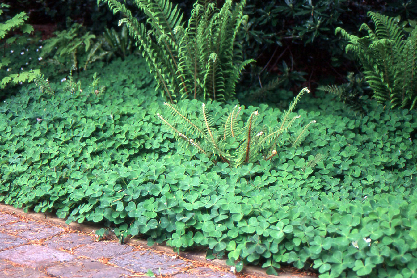 <p>Oregon Oxalis</p>