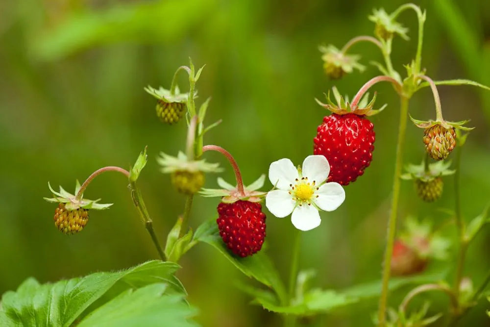 <p>Wild Strawberry</p>