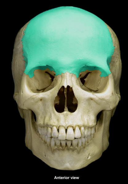 <p>What is the name of this bone?</p>