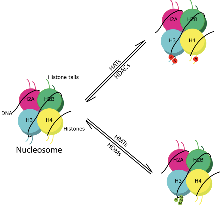 <ul><li><p>Enzymes qui ajoutent des PTM aux histones </p></li><li><p>Acétyltransférase (HAT) </p></li><li><p>Méthyltransférase (HMT)</p></li></ul><p></p>