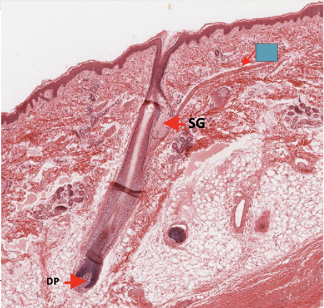 <p>Identify the structure</p>
