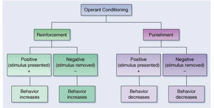 <p><span style="color: rgb(254, 254, 254);">Behavior is followed by a FAVOURABLE stimulus; frequency of behaviors INCREASES</span></p>