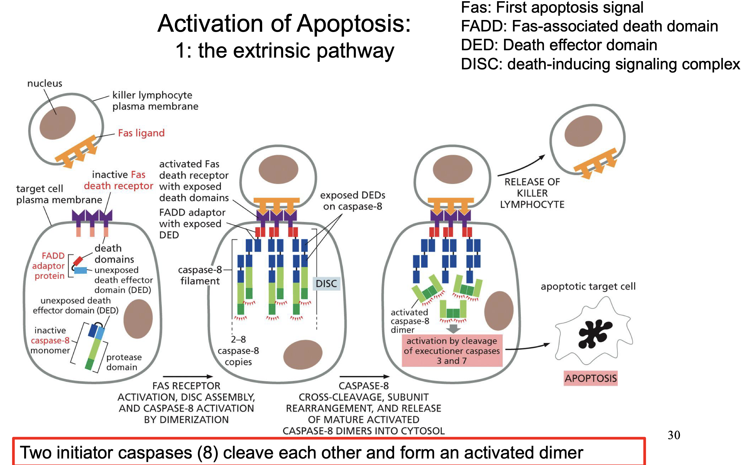 <p>Fas ligand Binds to Fas death receptor (Can come from cells or just ligands)<br>Activates DISC assembly<br>Activates by cross cleaves and dimerization caspase 8</p><p>Wich is an Initiator caspase and activation caspase 3 and 7</p>