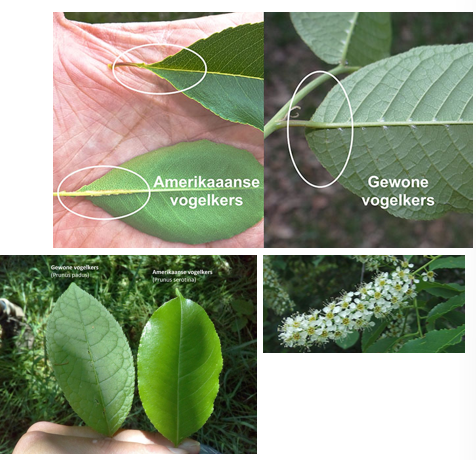 <p>Glanzend groen blad</p><p>Blad loopt over in steeltje</p><p>Aanmaak cyanide: kan geroken worden bij breken takje</p>