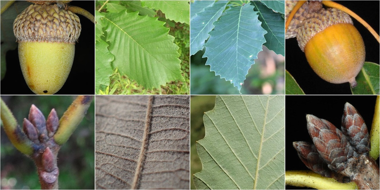 <p>Native to AR</p><p>Leaves alternate, simple<br>unlobed, 10-15 rounded teeth on each side</p><p>oblong acorns</p><p>fuzzy leaves</p>