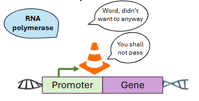 <p>Other transcription factors act like traffic cones, __ gene expression.</p>
