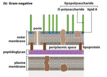 <p>= extra beschermlaag die Gram+ niet hebben </p><ul><li><p>bestaat uit vetten en eiwitten </p></li><li><p>lipoproteïne verbinden de outer membrane aan de peptidoglycaan laag </p></li></ul><p></p>
