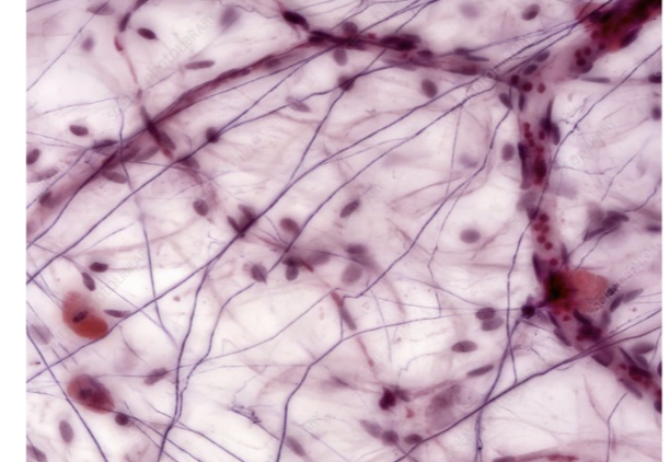<p>identify the tissue</p>