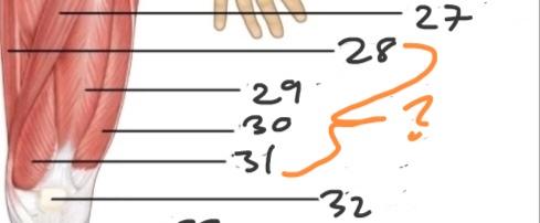 <p>What is No. 28-31?</p>